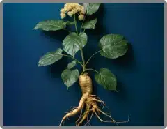 Dong quai root, a traditional circulation herb