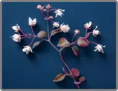 Horny goat weed (Epimedium) herb